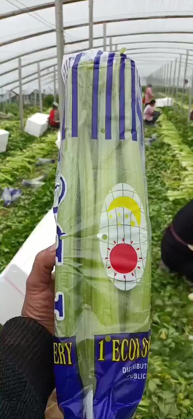 精品西芹