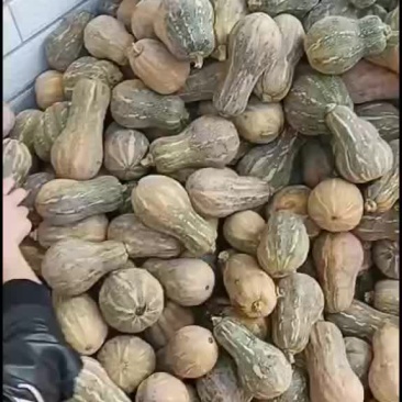 金香