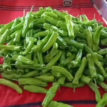 湛江徐闻泡椒大量上市了，物美价廉