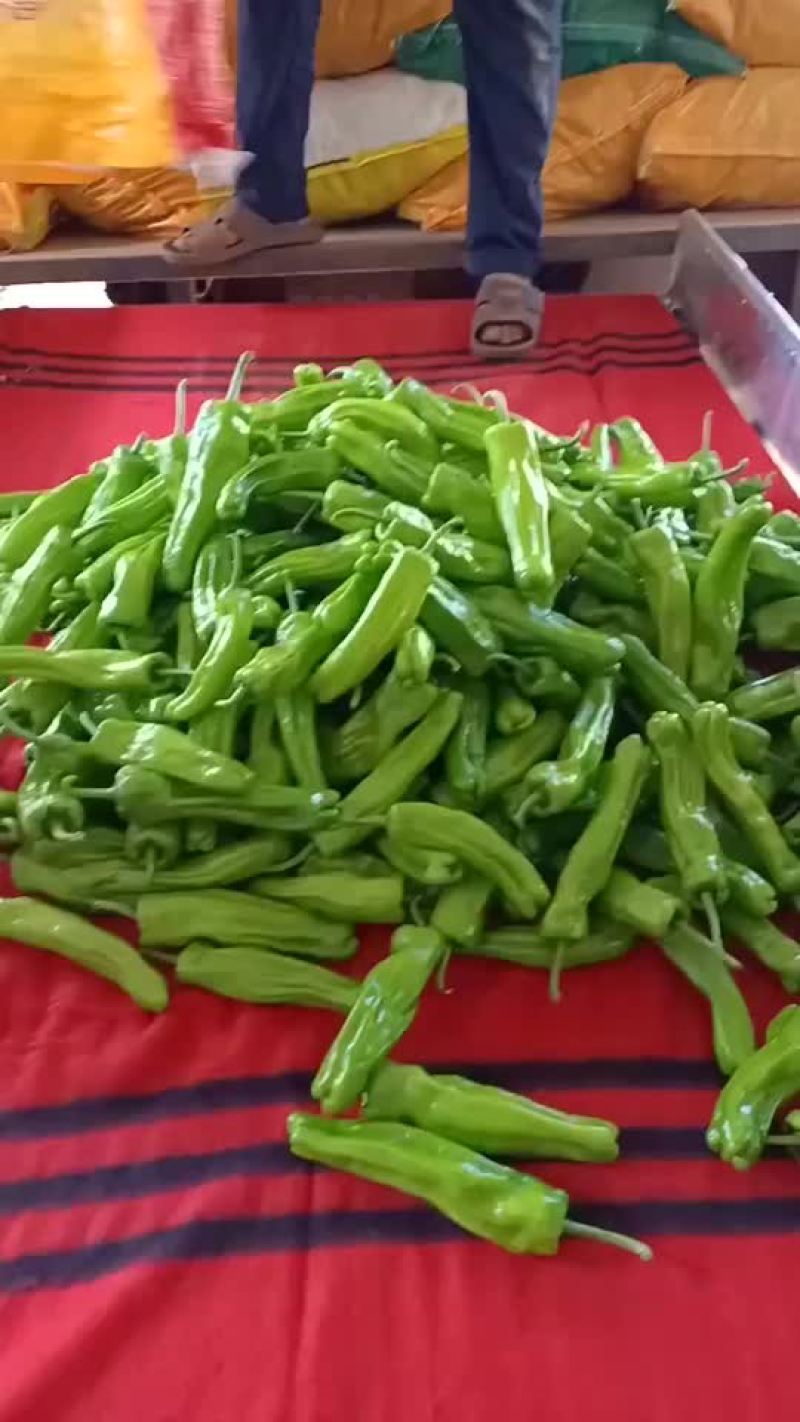 湛江徐闻泡椒大量上市了，物美价廉