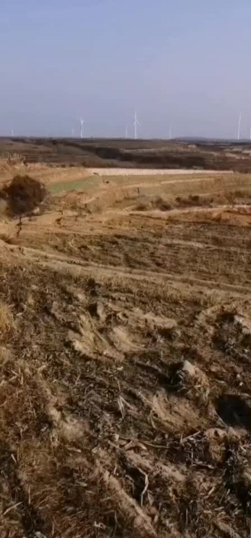栖霞市大量土地对外出租沙质土适合种红薯玉米花生大豆西瓜