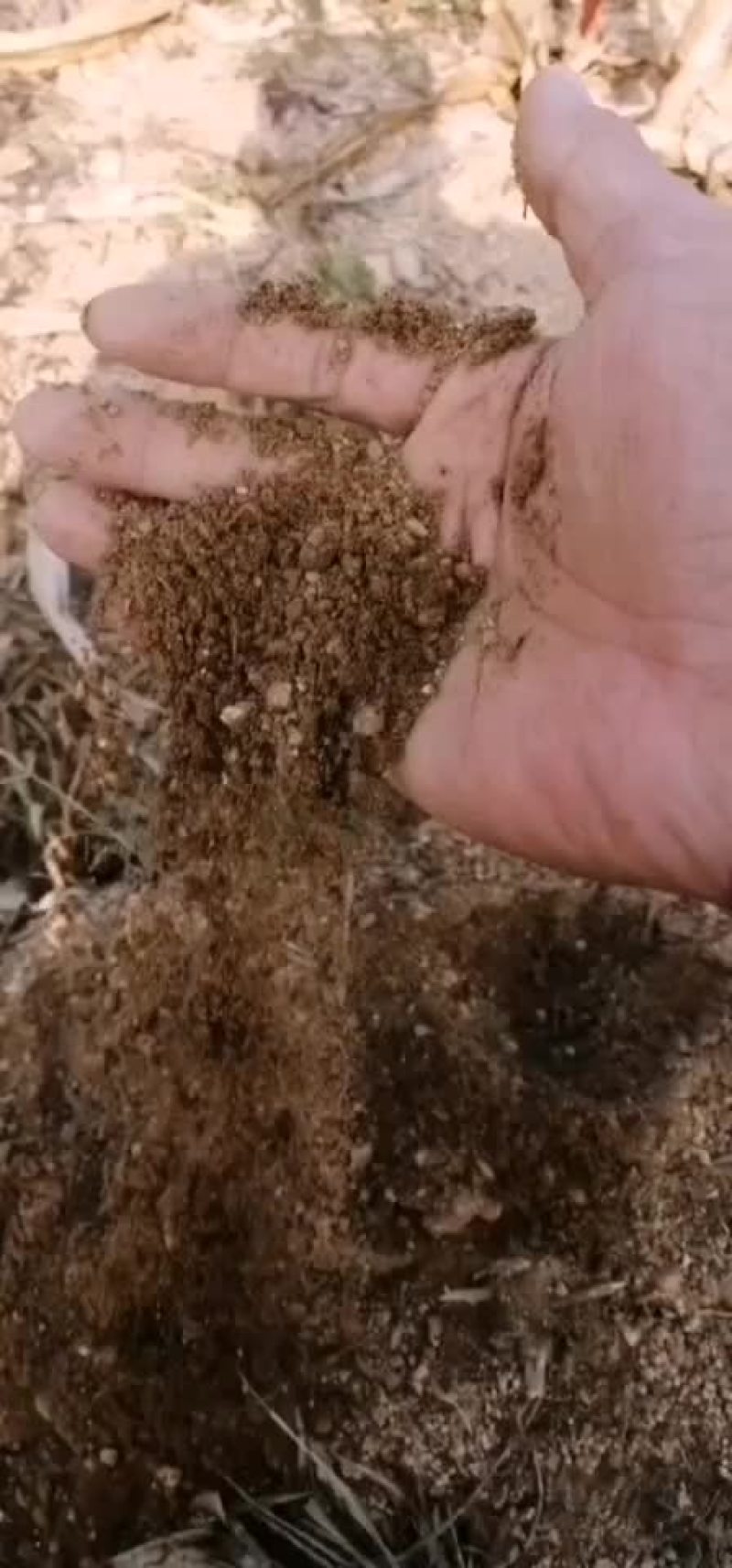 栖霞市大量土地对外出租沙质土适合种红薯玉米花生大豆西瓜