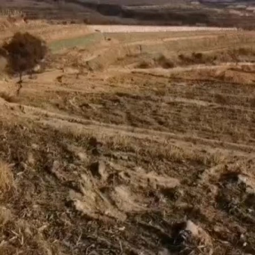 栖霞市大量土地对外出租沙质土适合种红薯玉米花生大豆西瓜