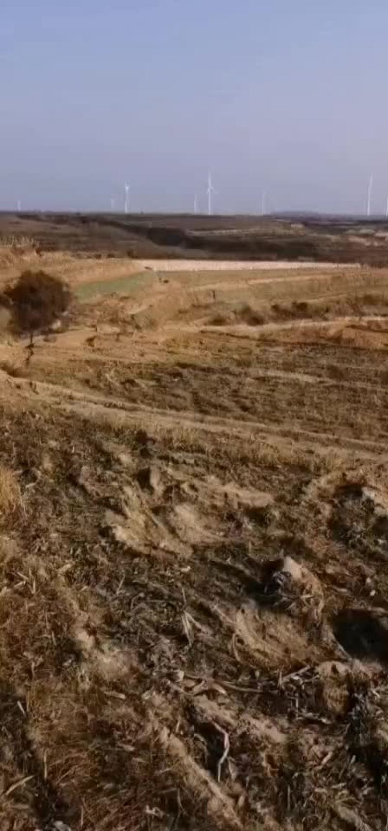 栖霞市大量土地对外出租沙质土适合种红薯玉米花生大豆西瓜