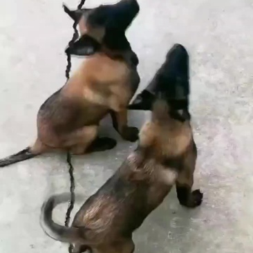 黑马犬