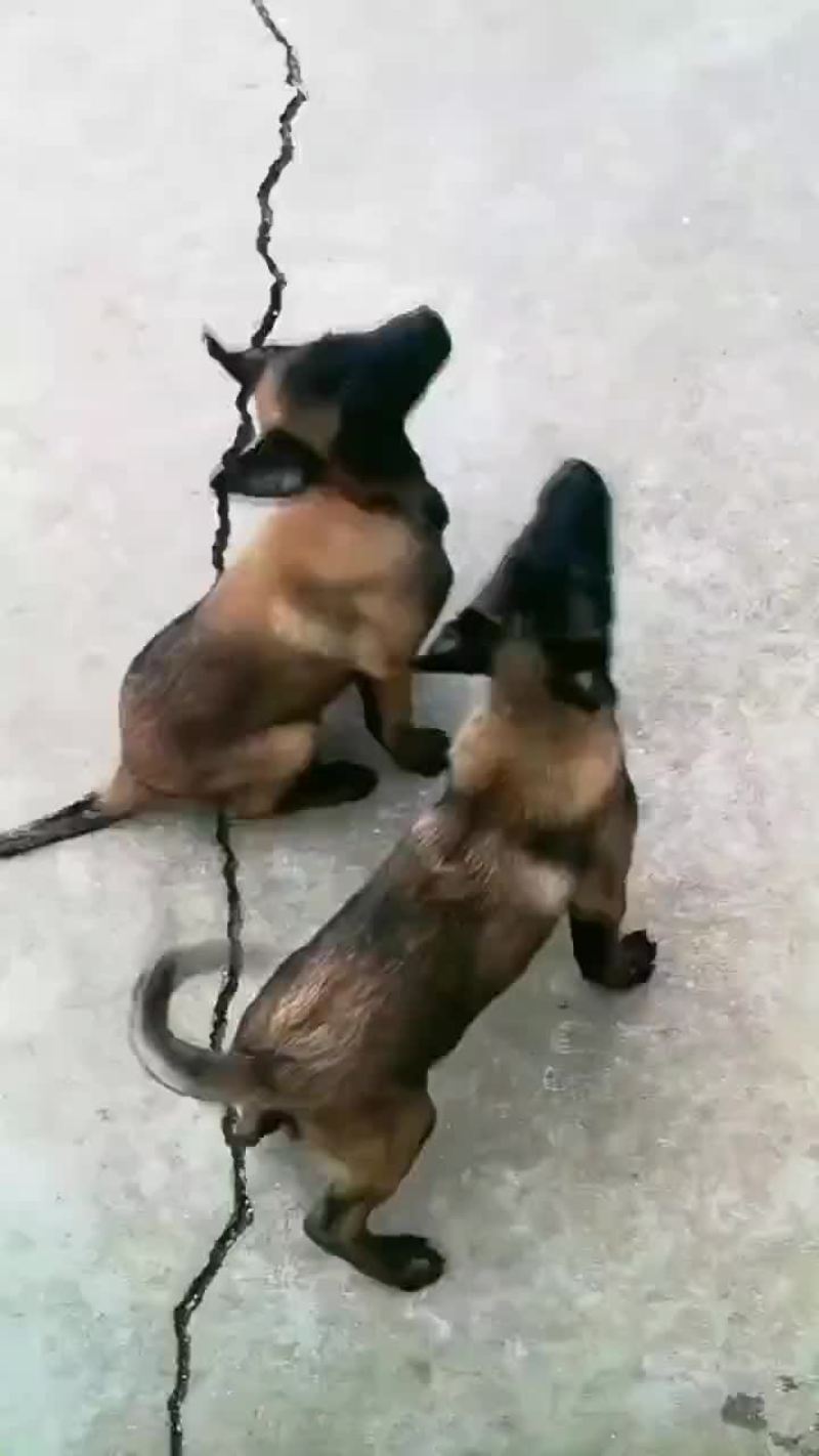黑马犬