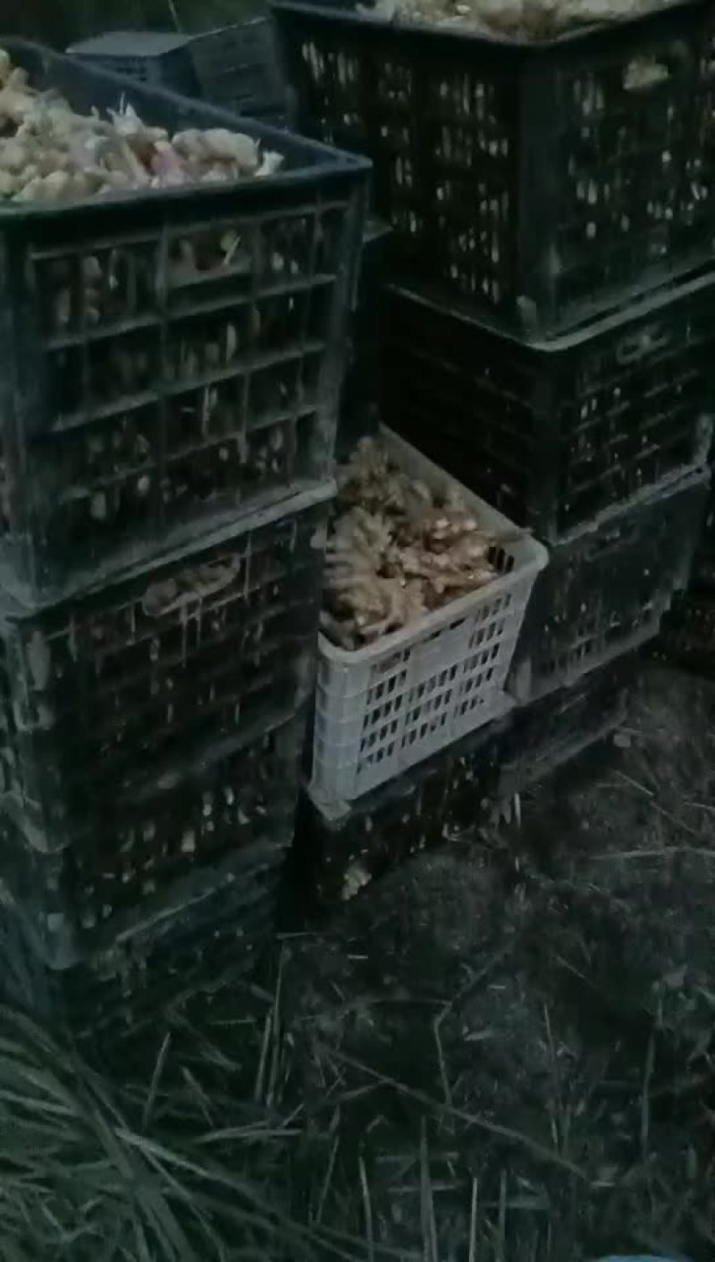 长期有货一手货源新鲜各种小黄姜