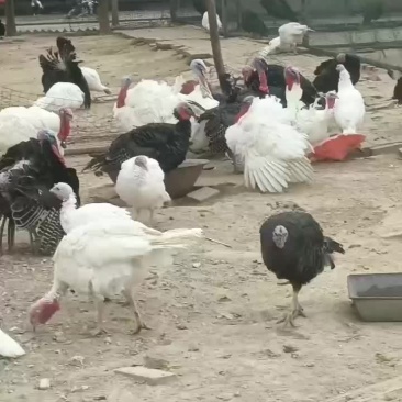 求购各种年龄段火鸡