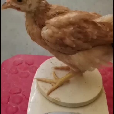 脱温鸡苗