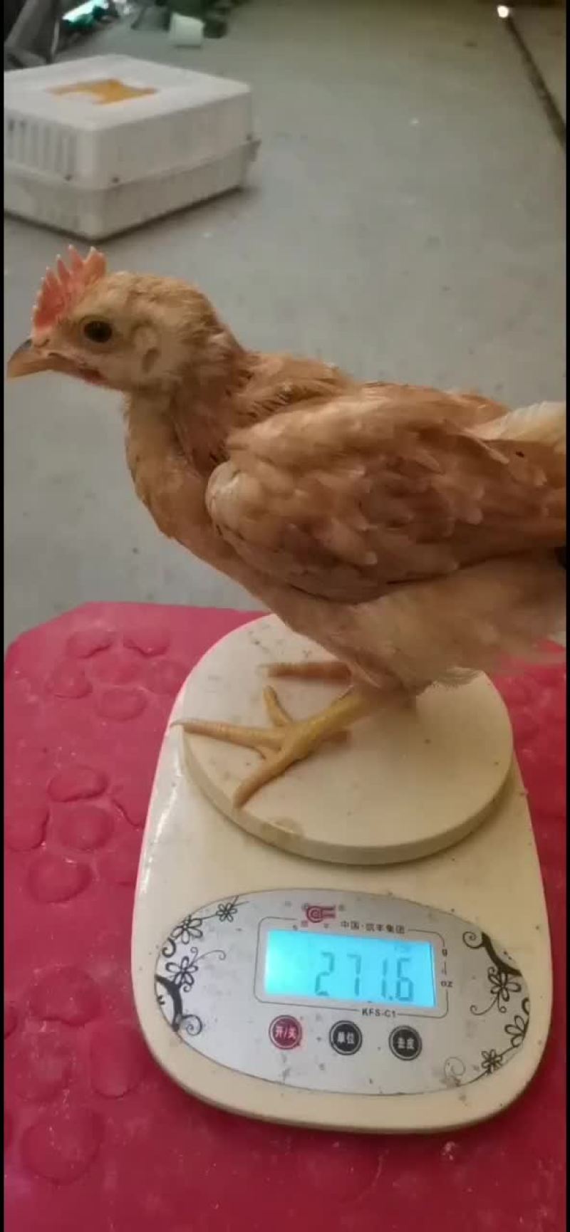 脱温鸡苗