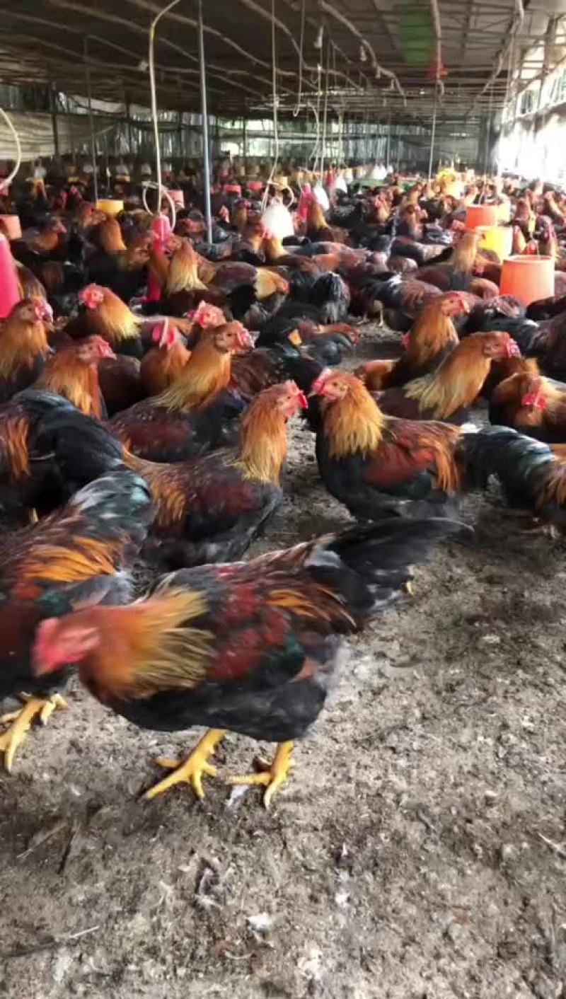 清远麻线鸡，阉鸡