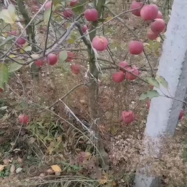 陕西红富士苹果