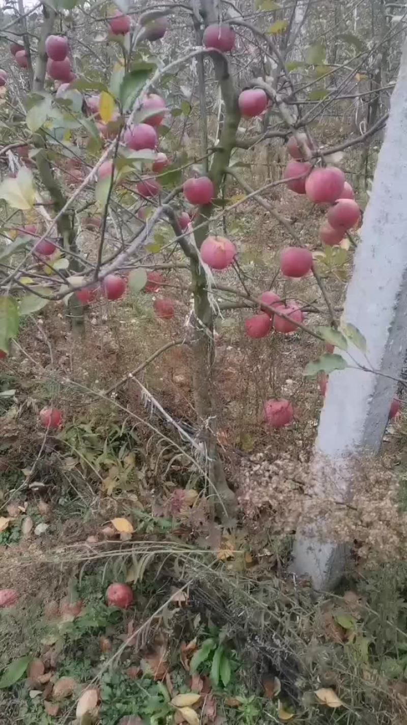 陕西红富士苹果