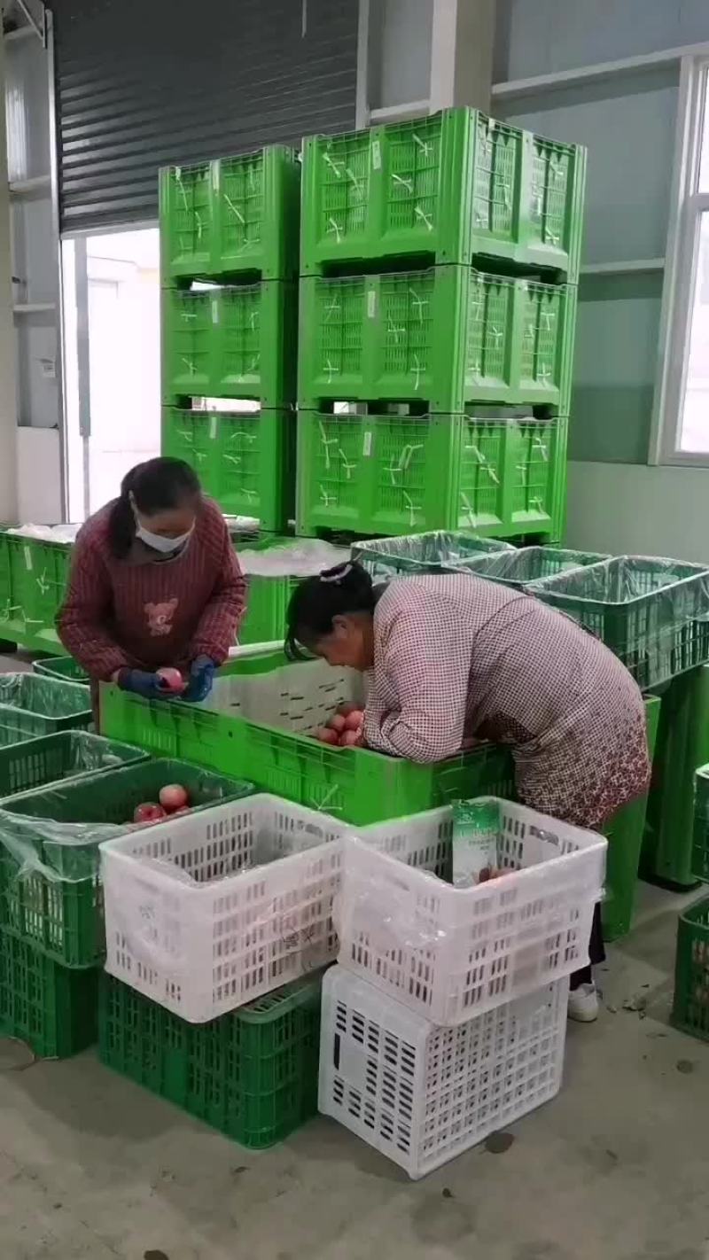 陕西红富士苹果
