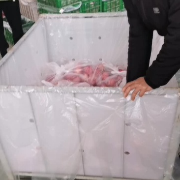 陕西红富士苹果