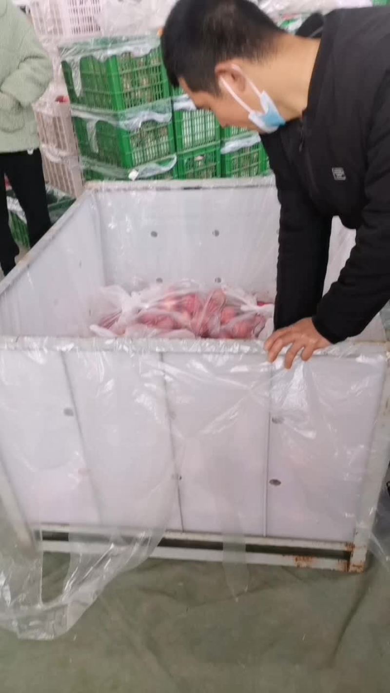 陕西红富士苹果