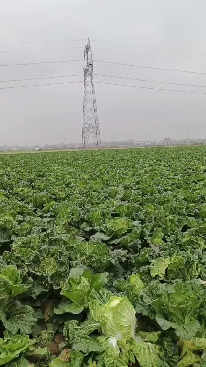白菜，萝卜，大葱