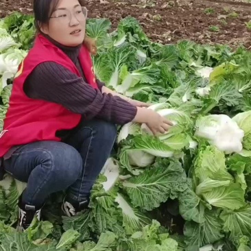 白菜，萝卜，大葱