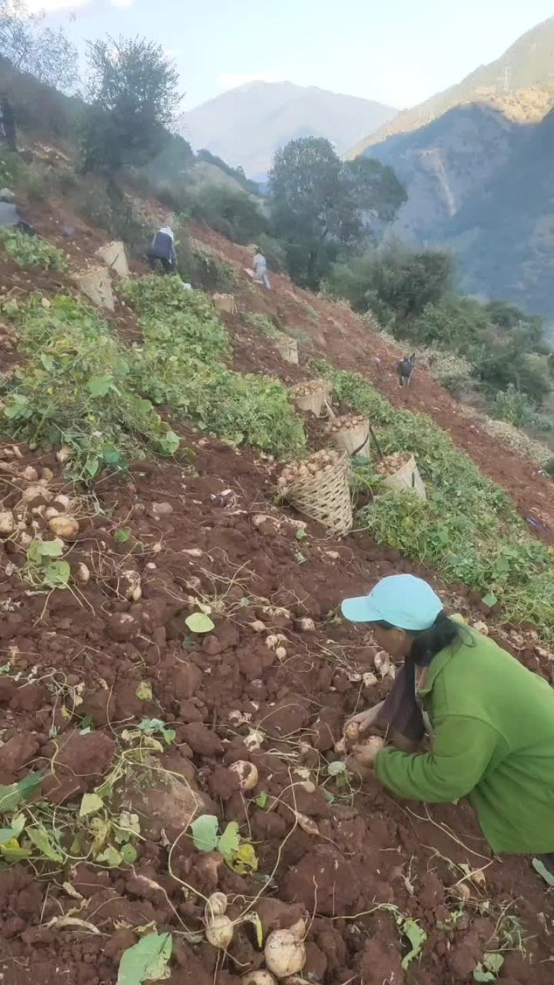 有大量现货现挖，口感不错脆脆甜甜的凉薯