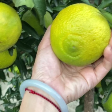黄金贡柚热门