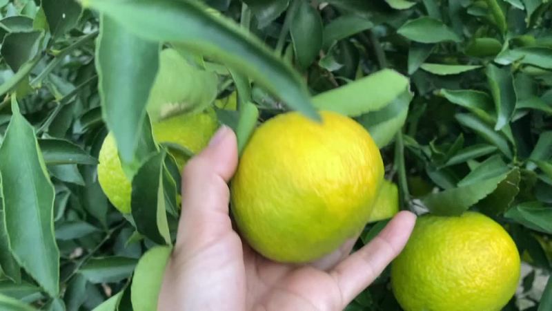 黄金贡柚热门