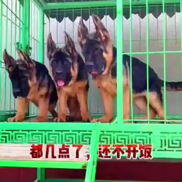 纯种双血统锤系德国牧羊犬