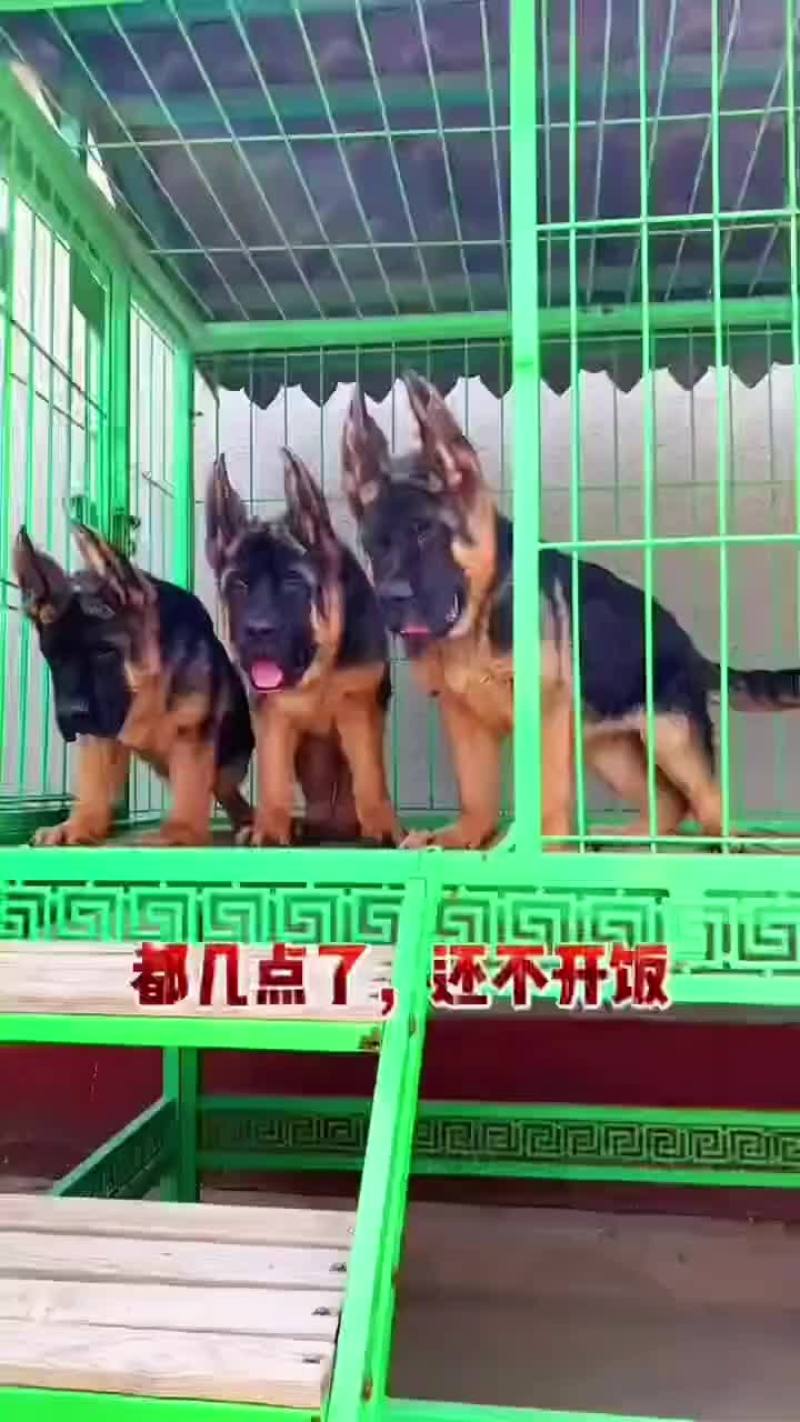纯种双血统锤系德国牧羊犬