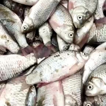 加工鲫鱼