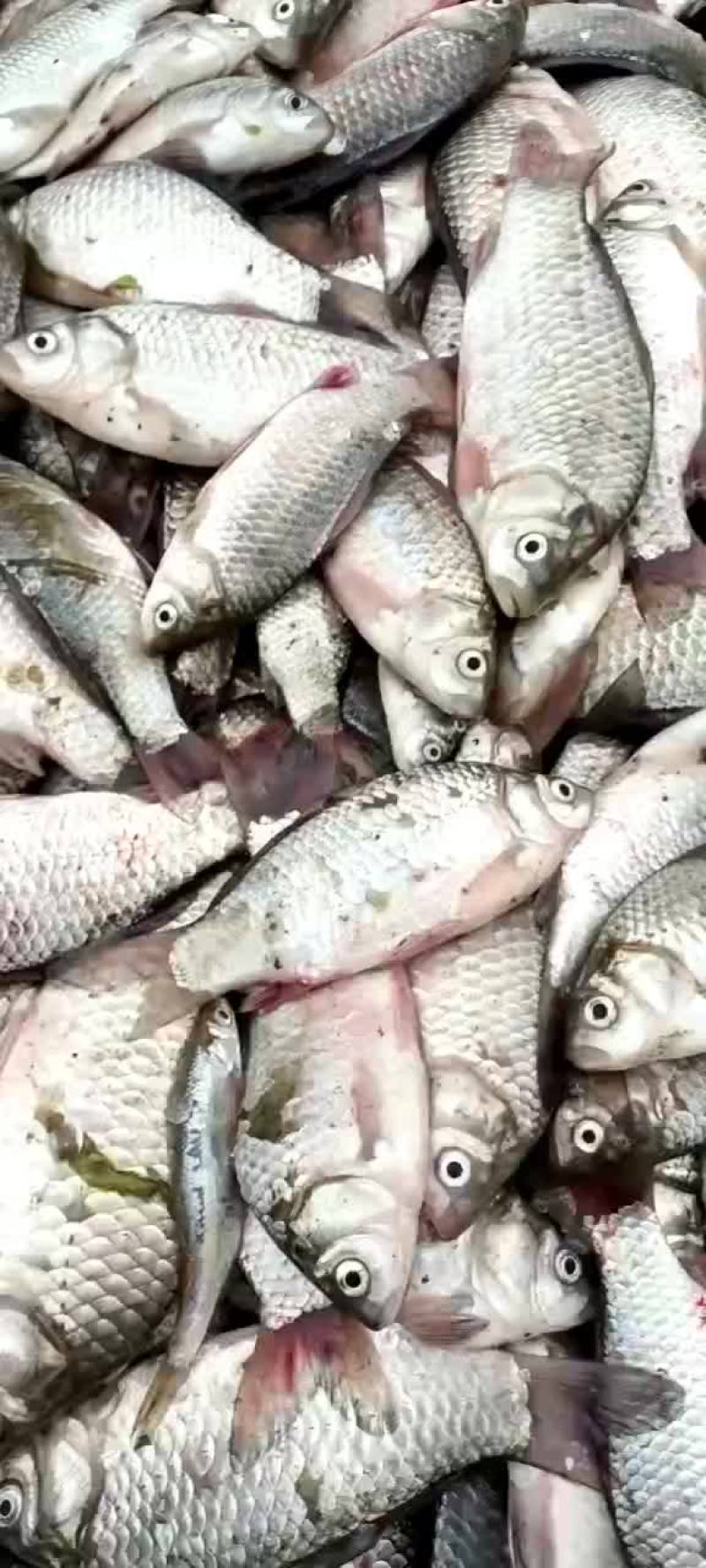 加工鲫鱼