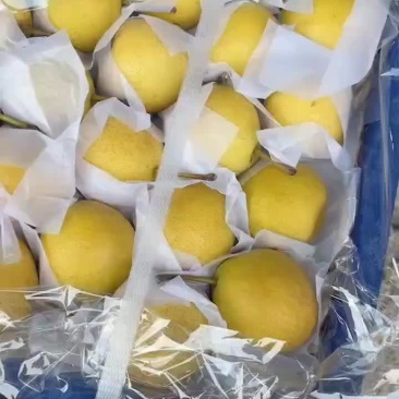 南果梨，成品南果梨，南果梨精品