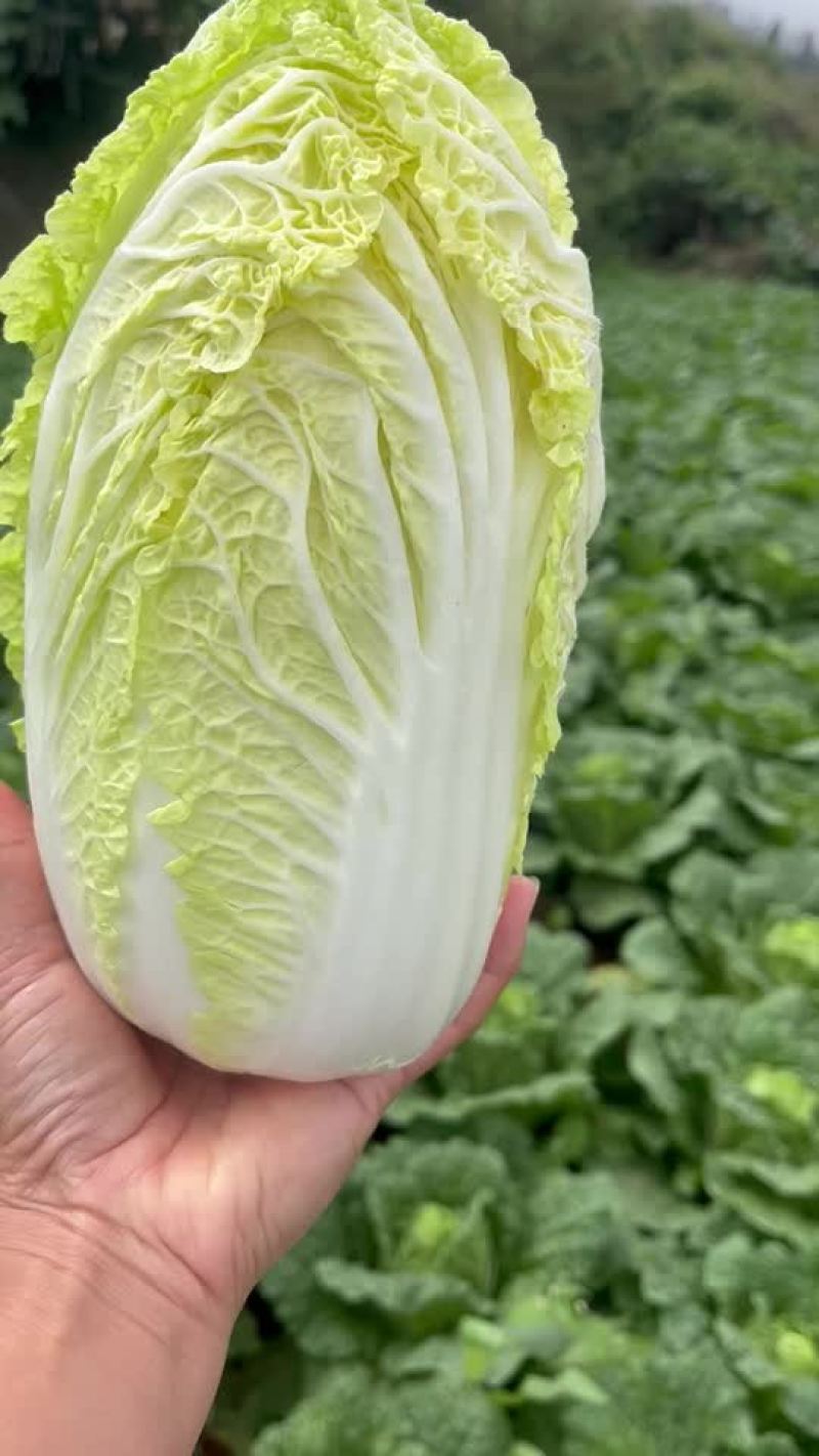 云南铁头、白菜、娃娃菜