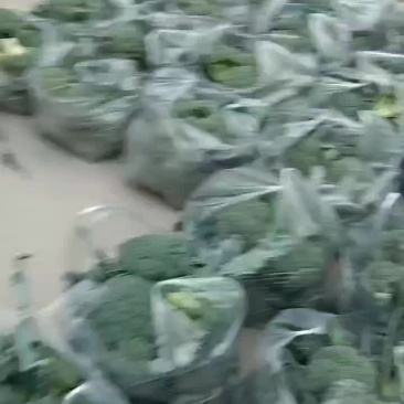 西蓝花大量上市中，货源充足，产地直供，专业代办，代发