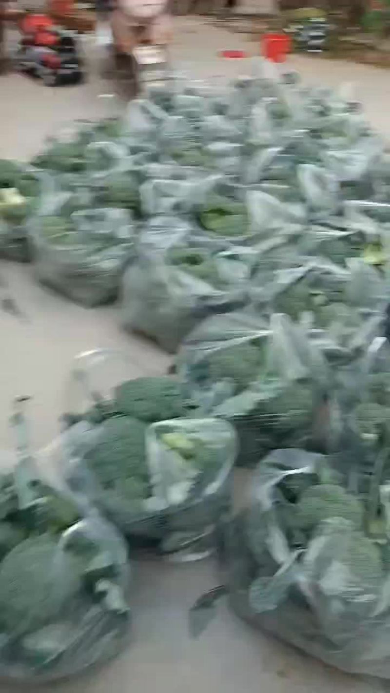 西蓝花大量上市中，货源充足，产地直供，专业代办，代发