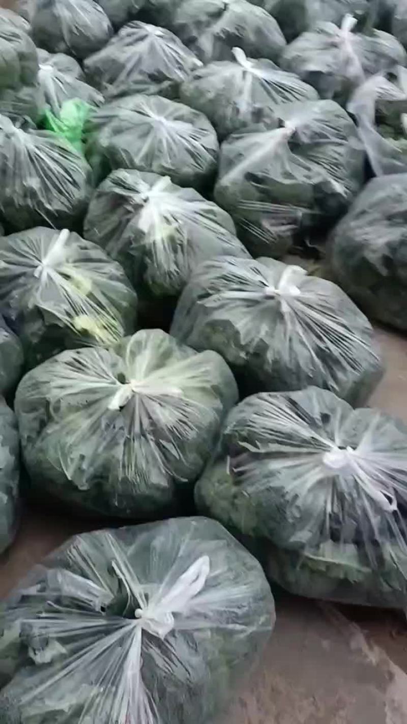 西蓝花大量上市中，货源充足，产地直供，专业代办，代发