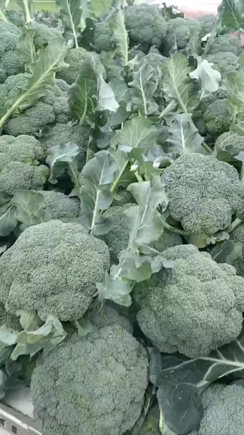 西蓝花大量上市中，货源充足，产地直供，专业代办，代发