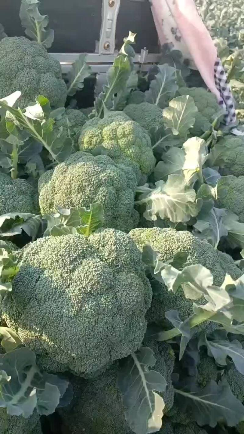 西蓝花大量上市中，货源充足，产地直供，专业代办，代发