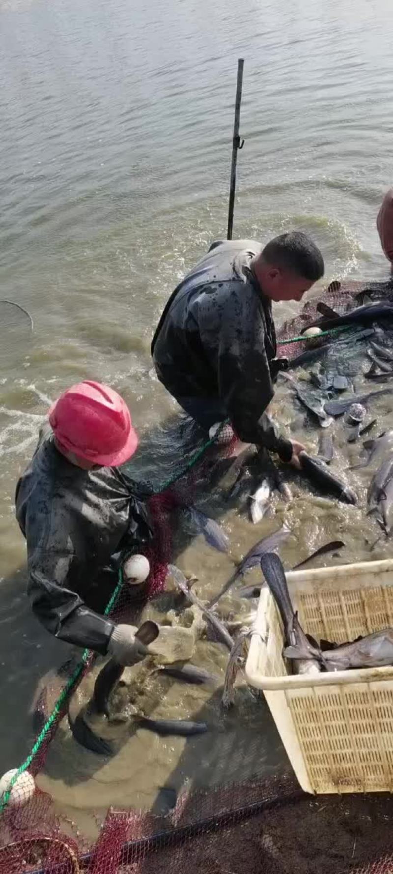 鸭嘴鱼成品销售