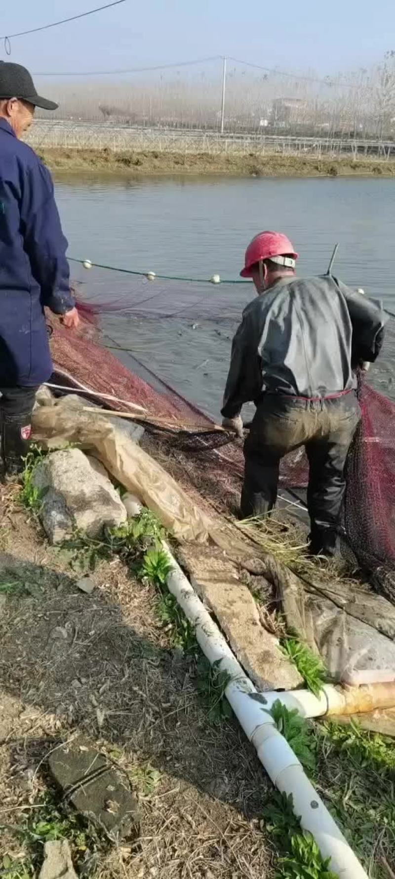 鸭嘴鱼成品销售