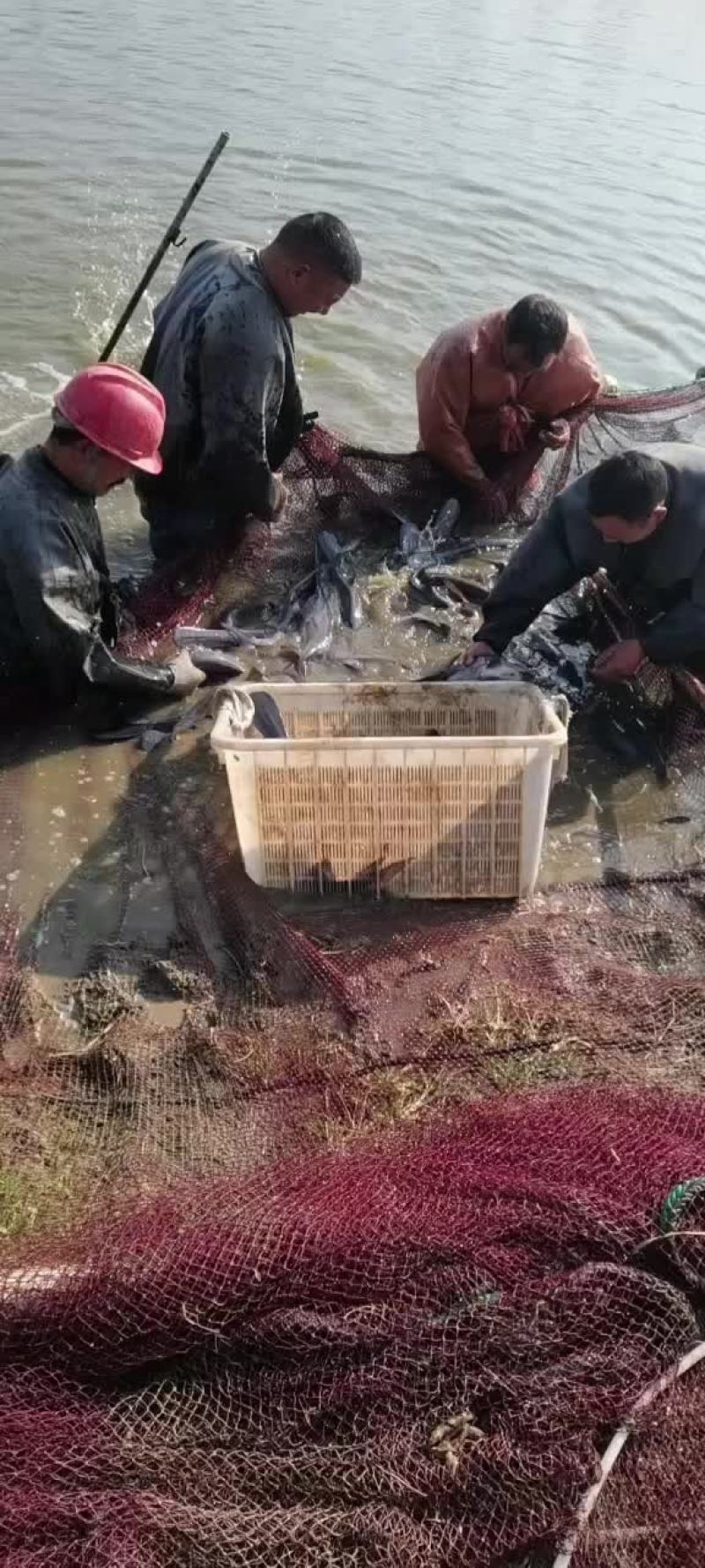 鸭嘴鱼成品销售
