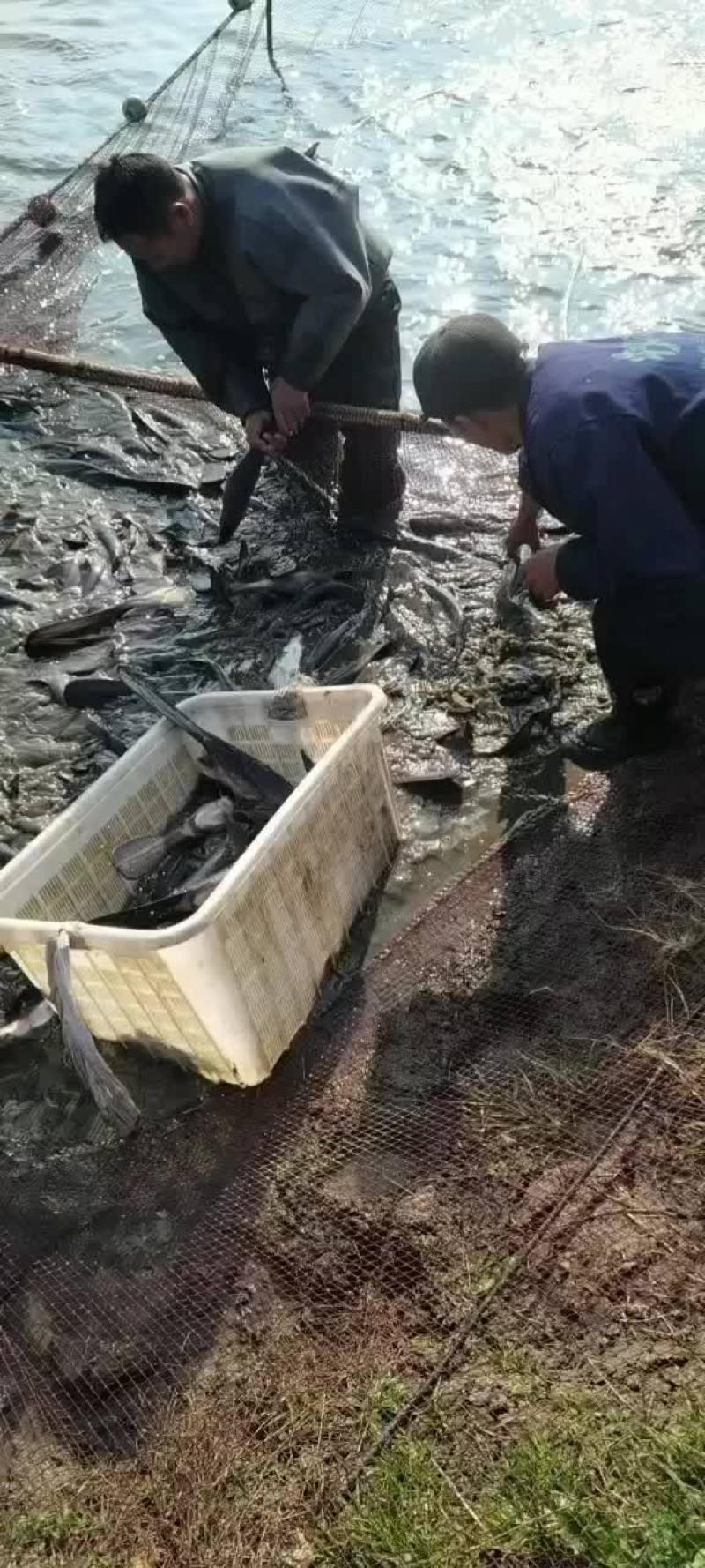 鸭嘴鱼成品销售