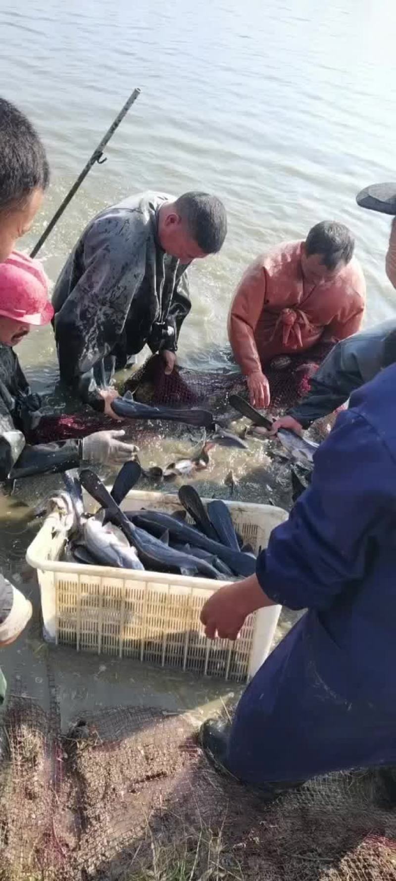 鸭嘴鱼成品销售