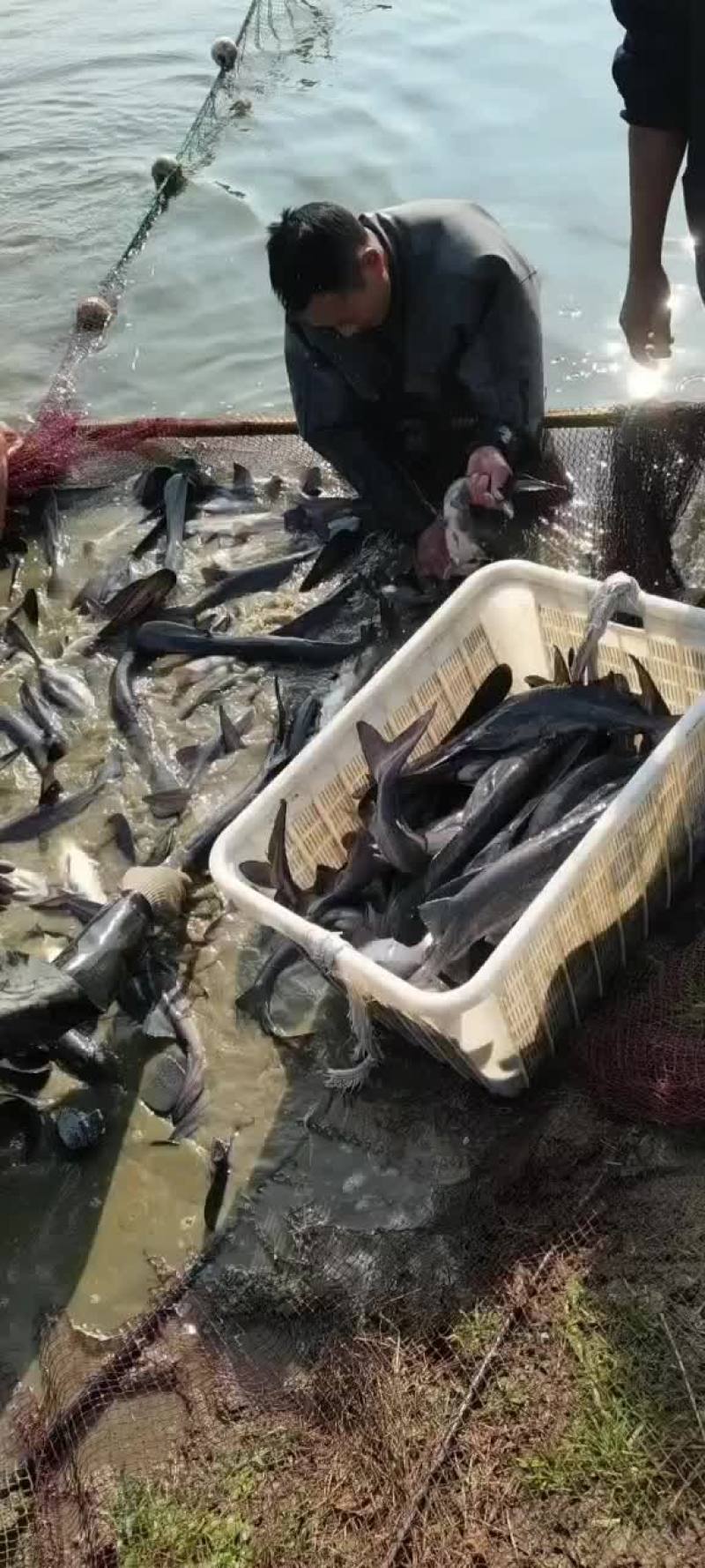鸭嘴鱼成品销售