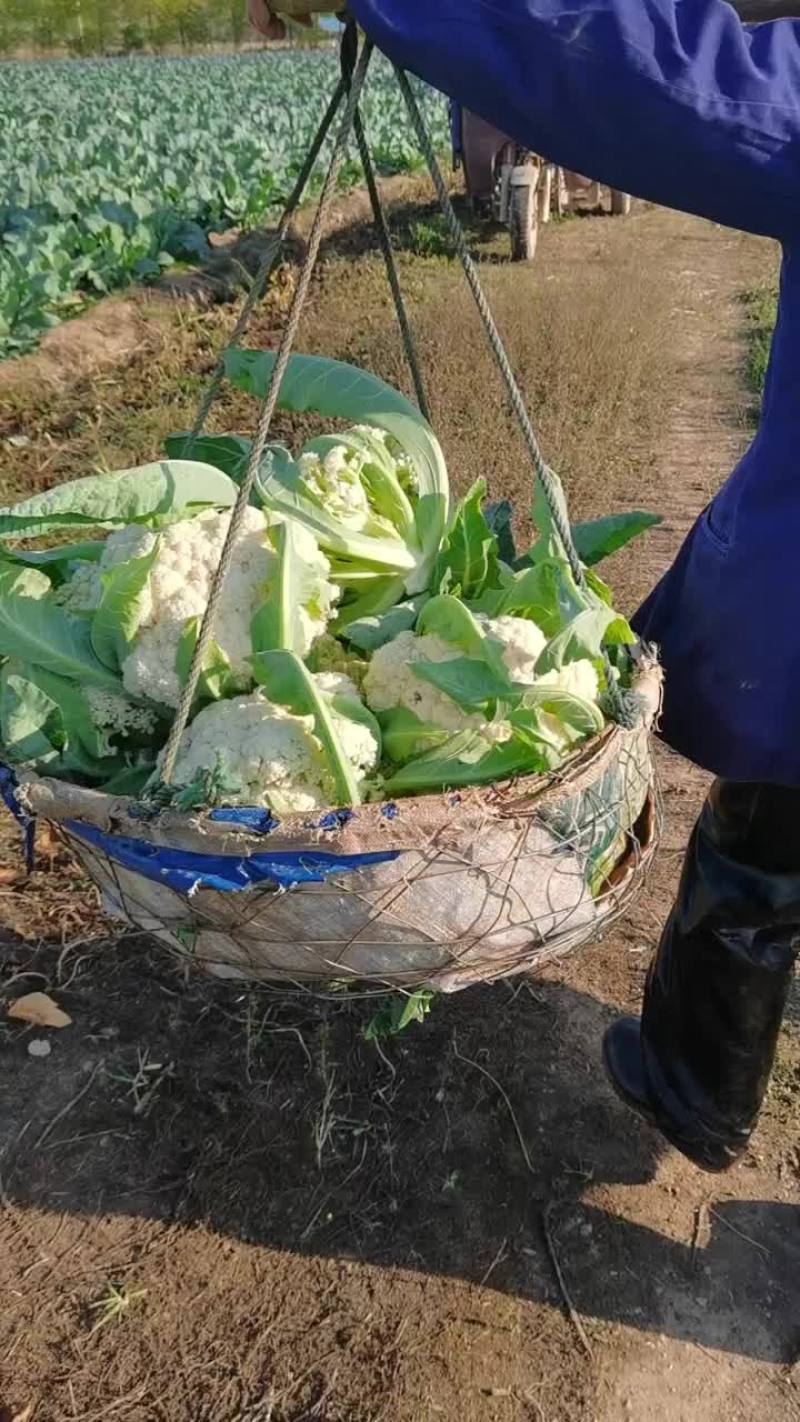 凡一品果蔬合作社