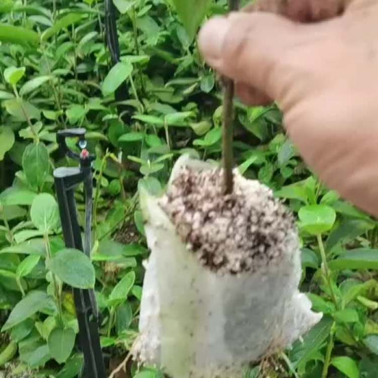 木绣球批发]中华木绣球大花斗扦插苗二十公分左右耐热抗寒适合全国种植