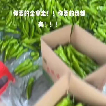 福建精品辣椒。尖椒，太空椒