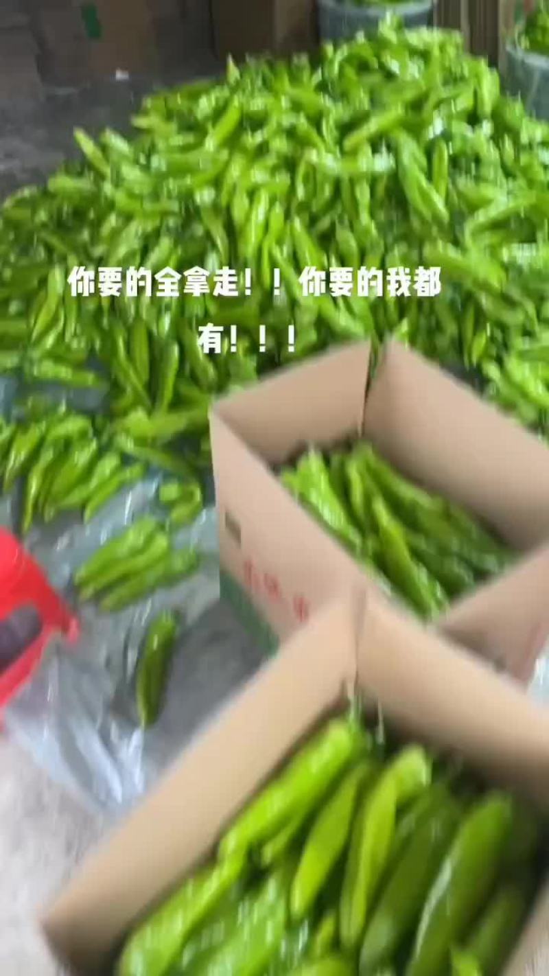 福建精品辣椒。尖椒，太空椒