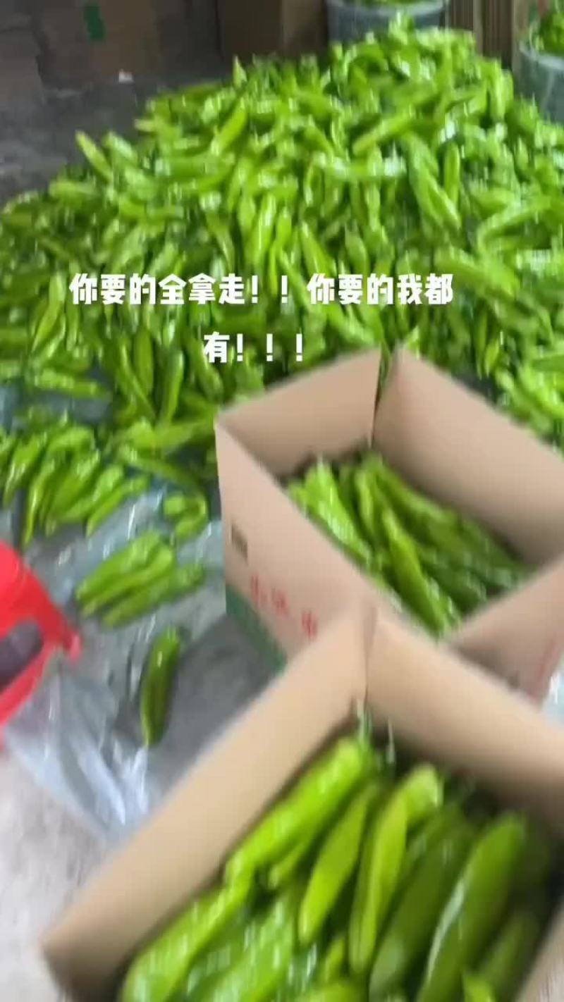 福建精品辣椒。尖椒，太空椒