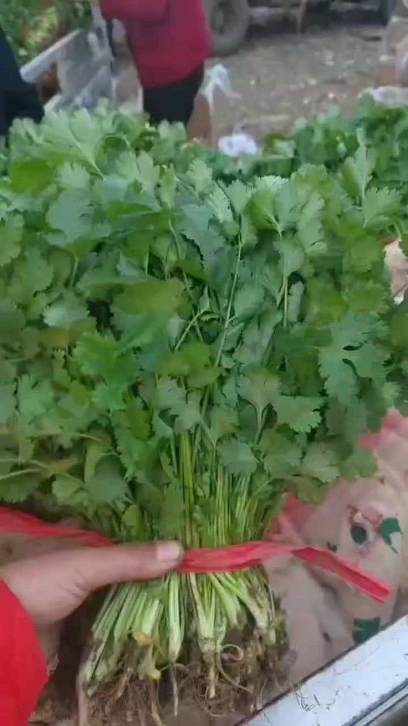 大棚和陆地香菜大量上市