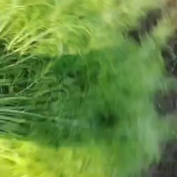 精品茴香上市了，质量优