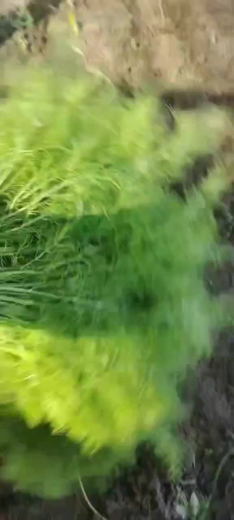 精品茴香上市了，质量优
